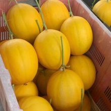 GOLDEN MOON Gallia Melon soon to be released