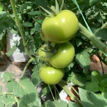 PERFECTO CH tomato takes off in the Cameron Highlands