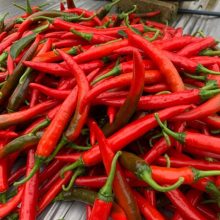 KENSO SEEDS LAUNCH NEW HYBRID CHILI RED MOON