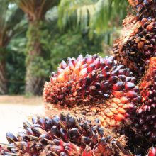 New Palm Oil processing mill for Kenso